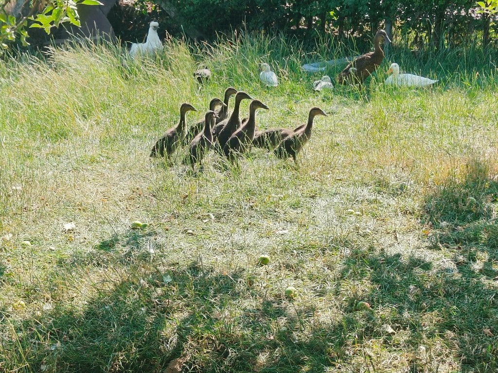 Te koop: kuikens loopeend, Dieren en Toebehoren, Meerdere dieren, Eend