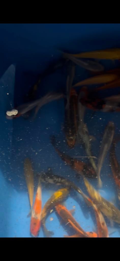 Meer dan 600 nieuwe tosai binnen, Dieren en Toebehoren, Vissen | Vijvervissen, Karper of Koi