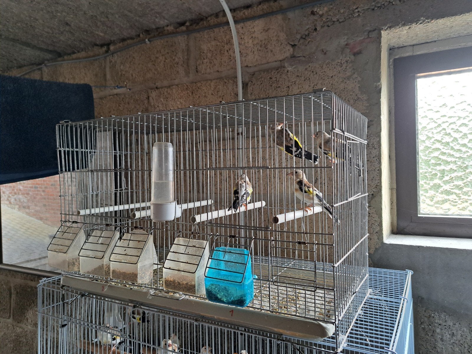 Distelvinken, Dieren en Toebehoren, Vogels | Toebehoren, Ophalen