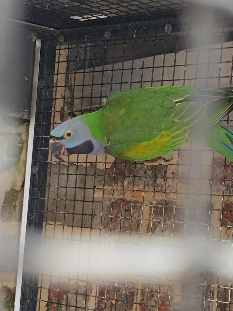 Derbyrian parkiet te koop, Perruche, Bagué