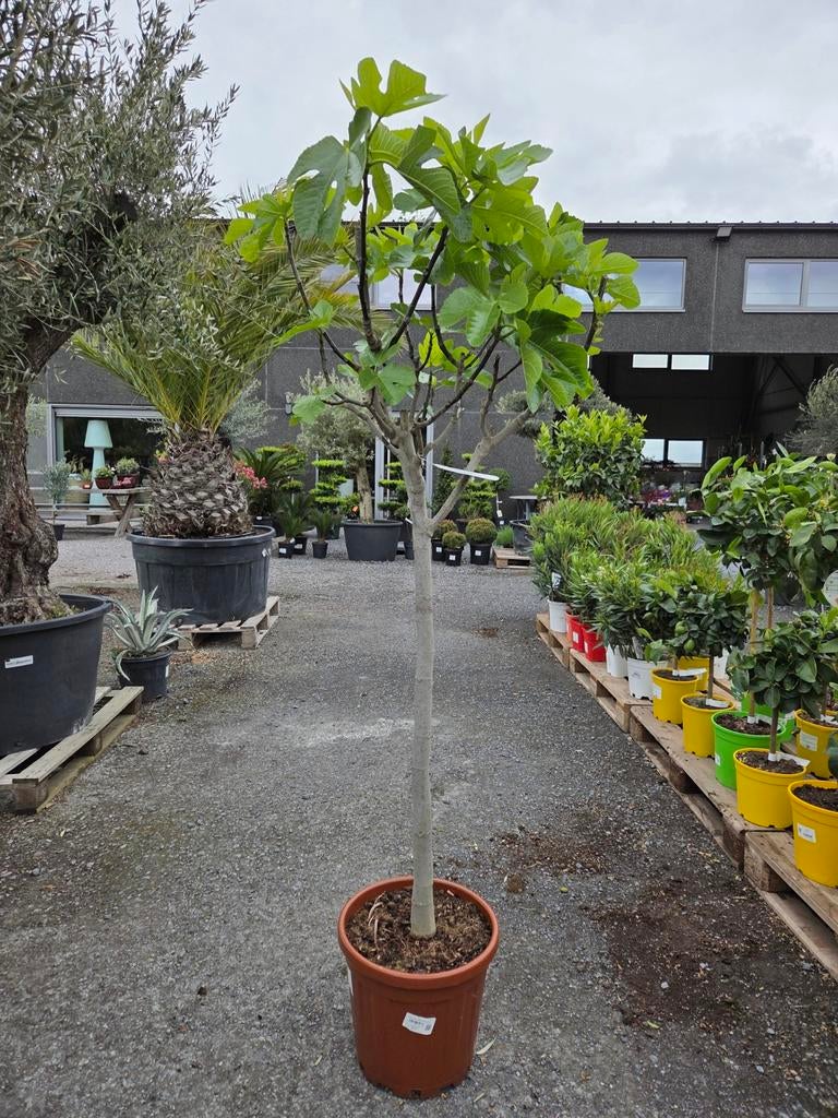 Vijgenboom Ficus Carica, Enlèvement