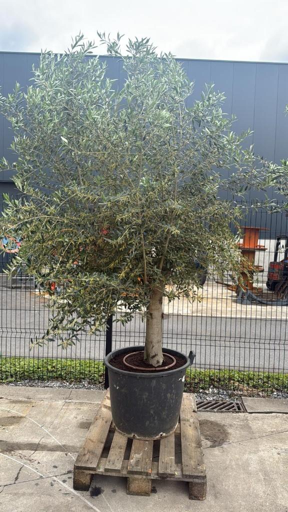 Olijfboom, Tuin en Terras, Planten | Bomen, Lente, 100 tot 250 cm, Olijfboom, Ophalen