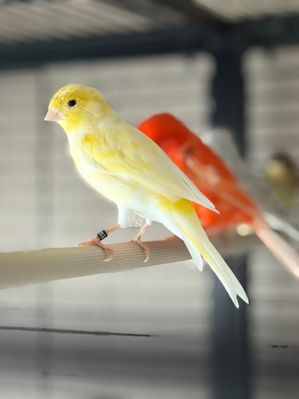 Kanarie met kooi, Dieren en Toebehoren, Mannelijk, Zangkanarie