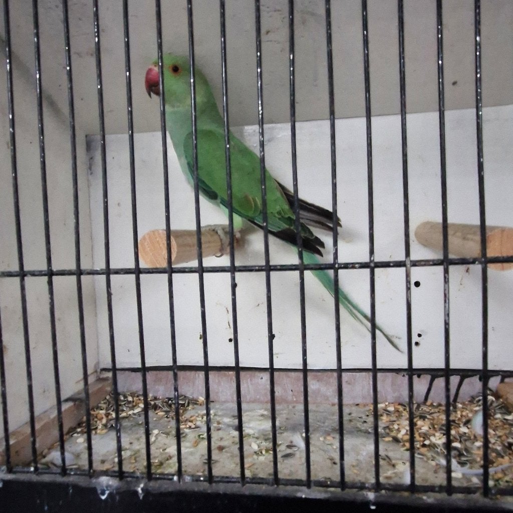 Halsband parkieten, Dieren en Toebehoren, Meerdere dieren, Parkiet, Geringd