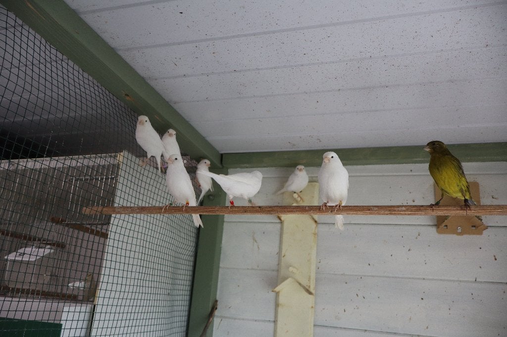 kanaries, Dieren en Toebehoren, Kleurkanarie