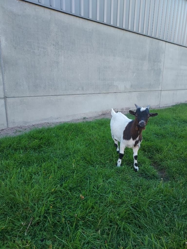 Geit (jong bokje), Dieren en Toebehoren, Mannelijk, Geit, 0 tot 2 jaar