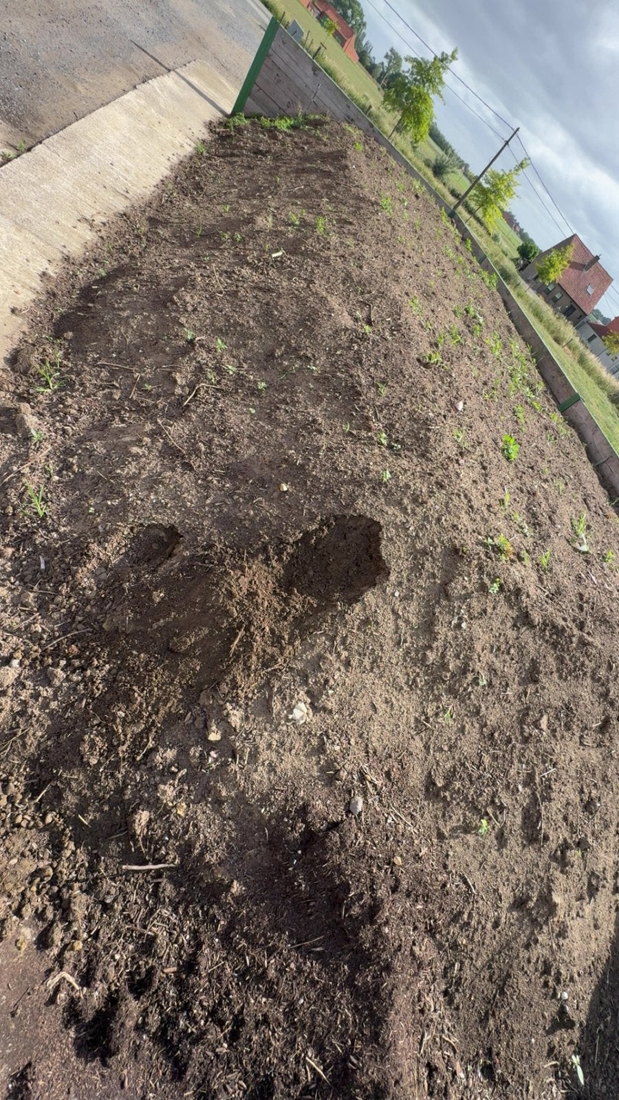 Teelaarde met compost gemengd, Ophalen, Compost
