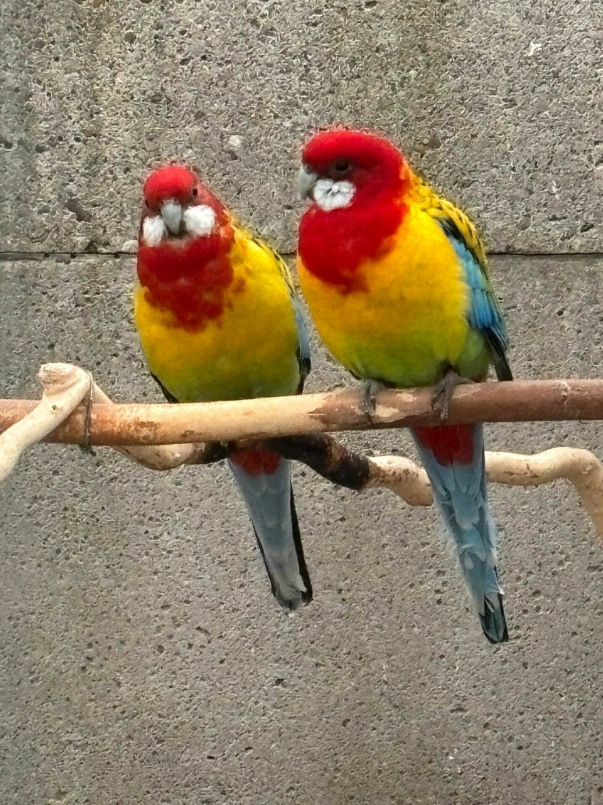 Rosellas Goldmantle + Plumheads, Animaux & Accessoires