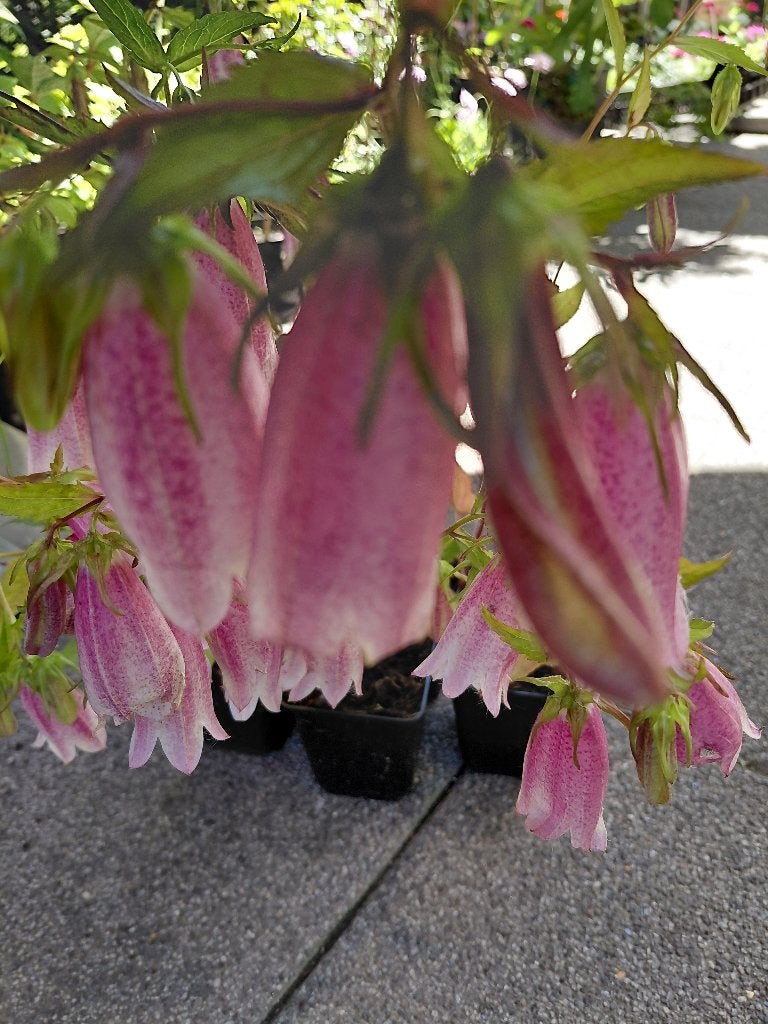 Campanula Elizabeth, Enlèvement, Mi-ombre