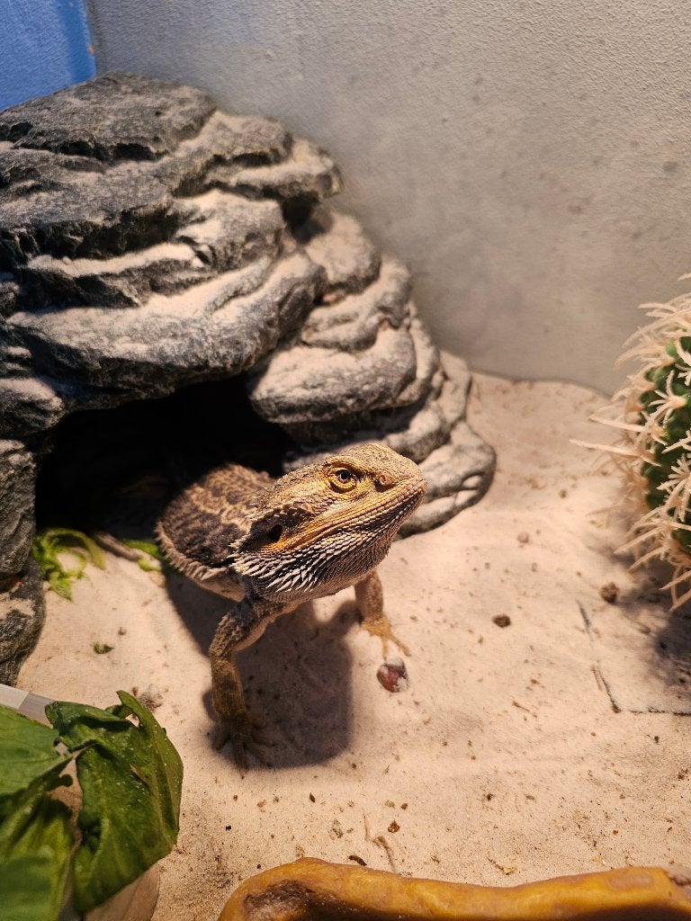 baardagaam, Lézard, Domestique, 3 à 6 ans