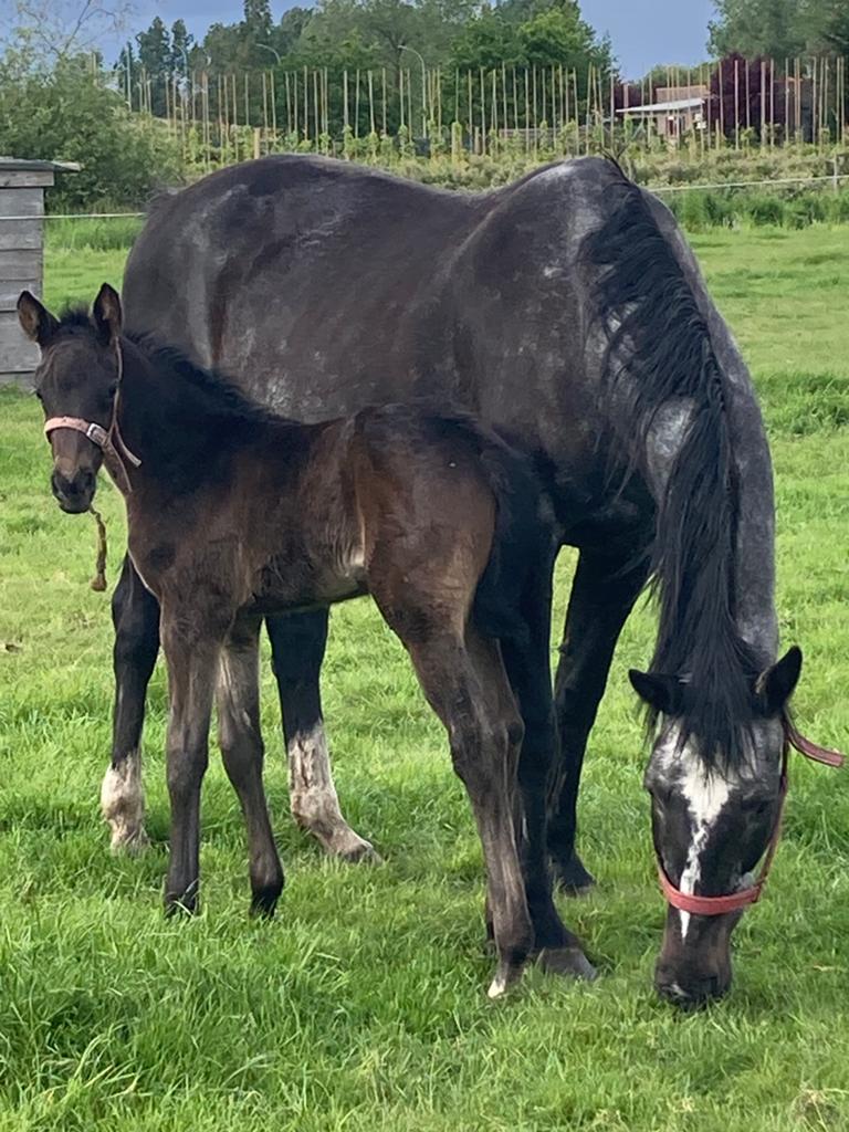 Merrie en/of veulen te koop, Dieren en Toebehoren, Merrie, Springpaard, Met stamboom, Zadelmak