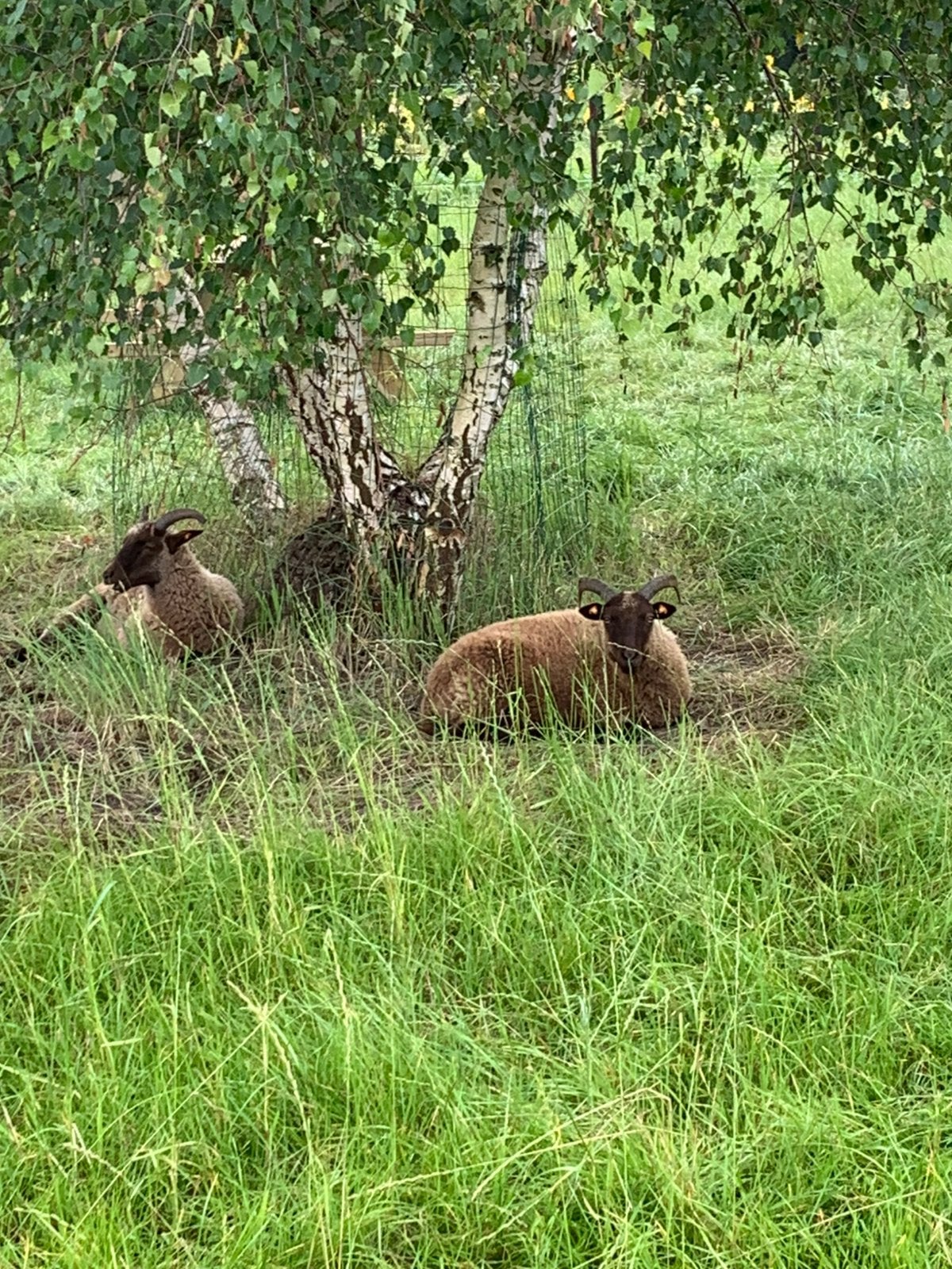Weide gezocht om schapen op te zetten., Pâturage