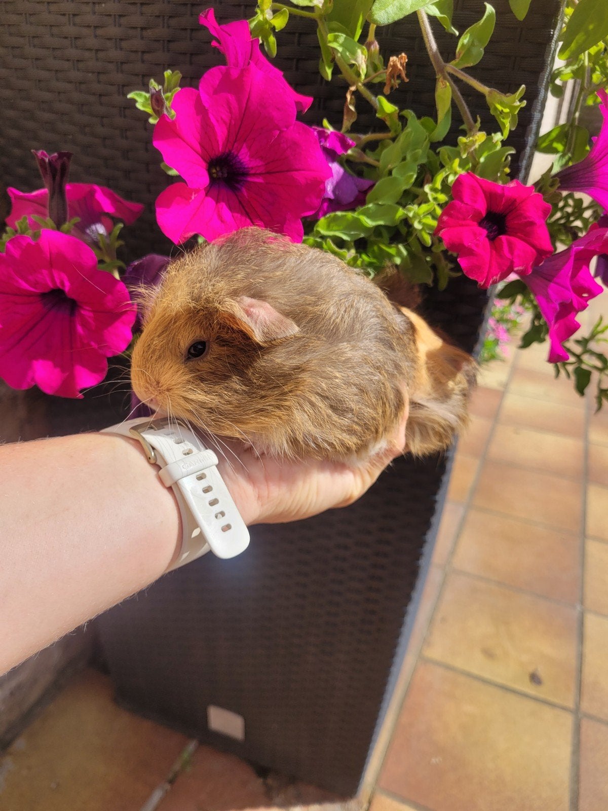 cavia zeugjes, Dieren en Toebehoren, Juli, Cavia