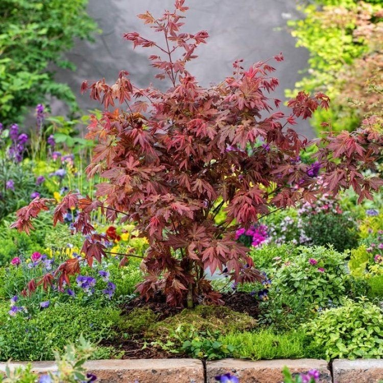 Acer palmatum 'Brown Sugar', Tuin en Terras, Ophalen, Halfschaduw