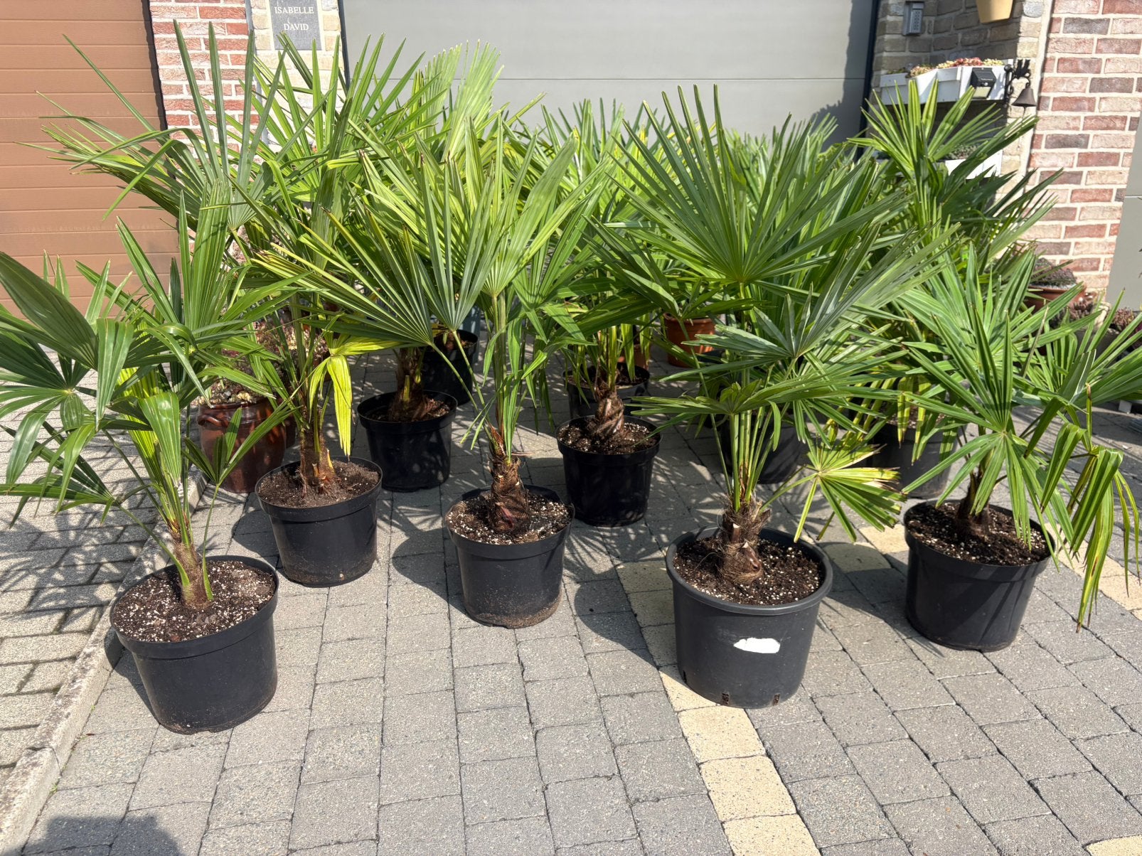Palmbomen trachycarpus fortunei, Tuin en Terras, Ophalen