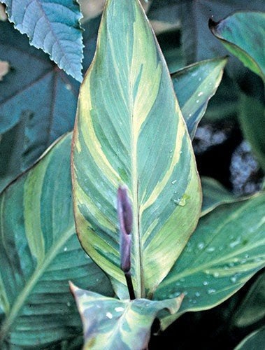 ik zoek canna thai rainbow, Tuin en Terras, Ophalen, Vaste plant