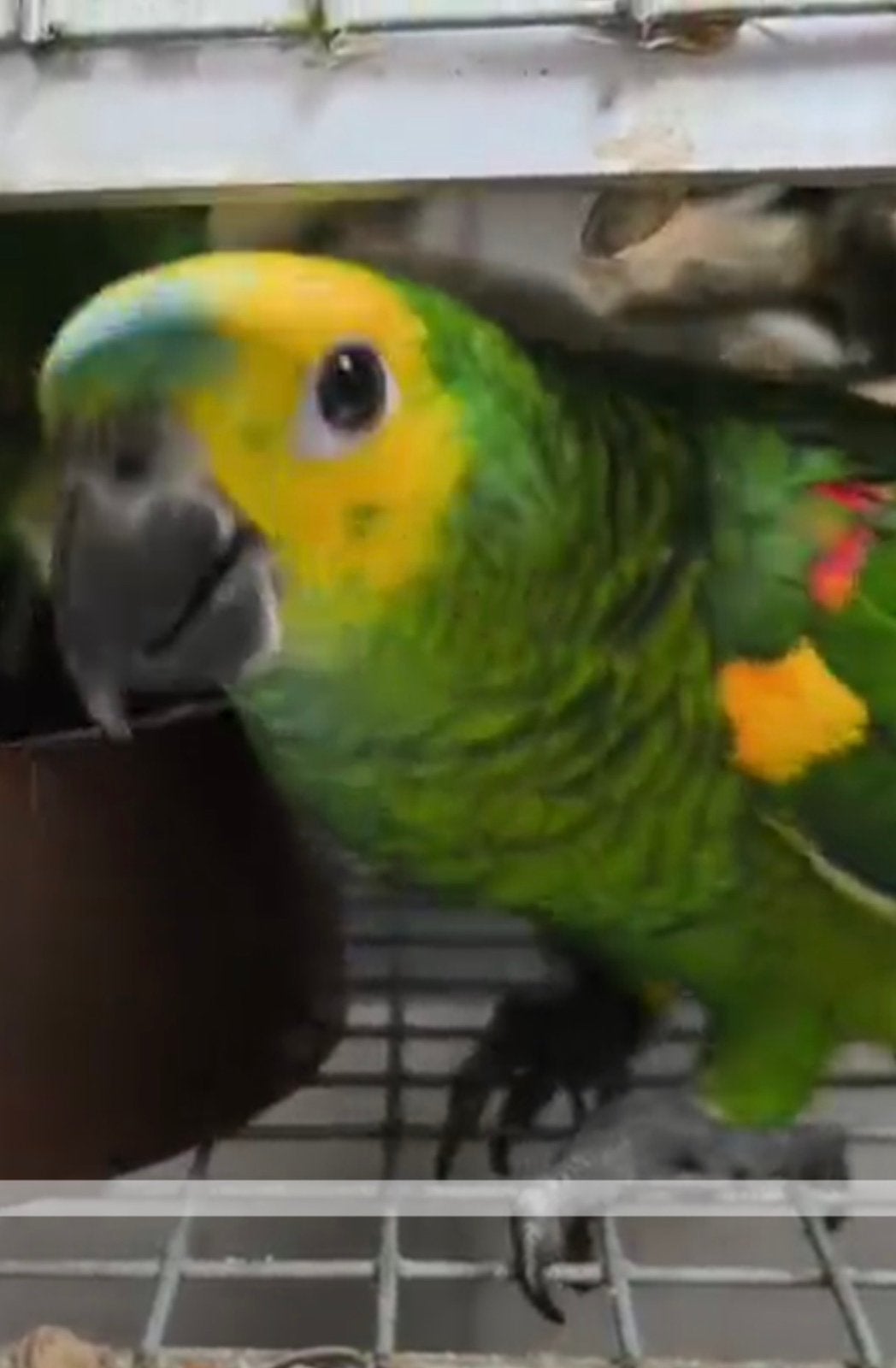 Amazone à front bleu, Plusieurs animaux, Perroquet, Parleur