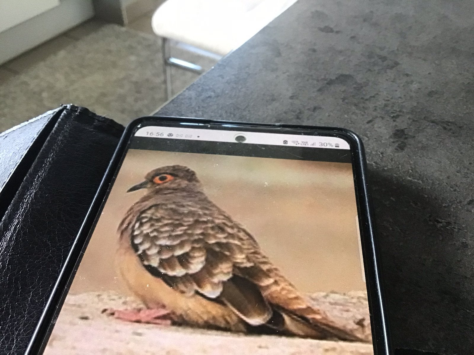 Brilduifjes, Tropenvogel