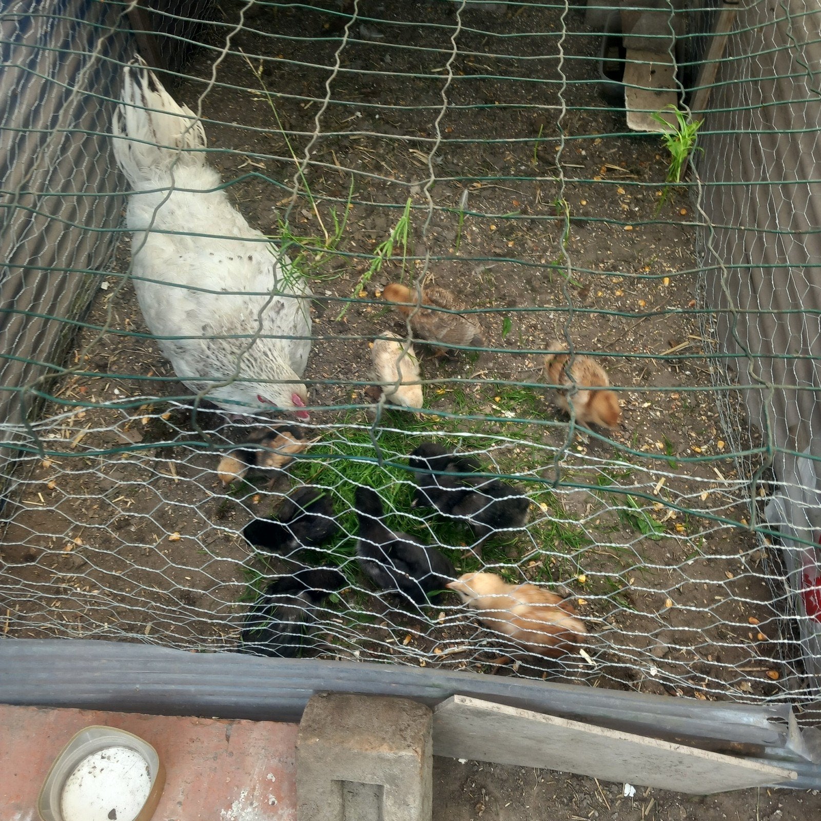 Kip met 10kuikens gratis mag vandaag weg !!!, Dieren en Toebehoren, Vrouwelijk, Kip