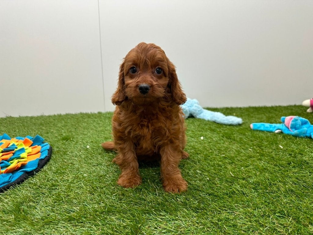 Chiots Cavapoo (F1), Hépatite contagieuse (maladie de Rubarth), Plusieurs, Belgique, Plusieurs animaux