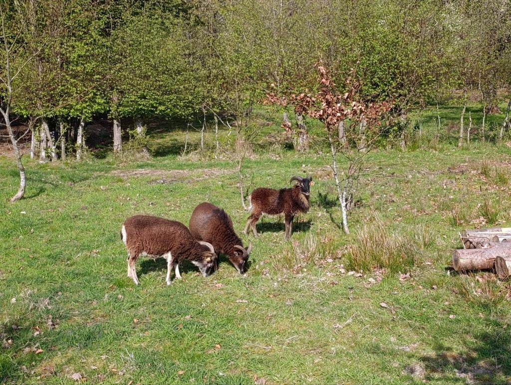 Je cherche une Soay, Animaux & Accessoires