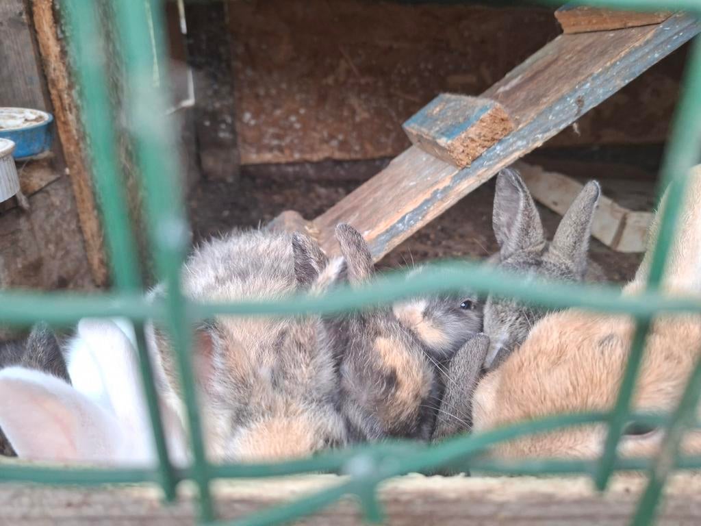 Lapin nain, Plusieurs animaux, Nain, 0 à 2 ans