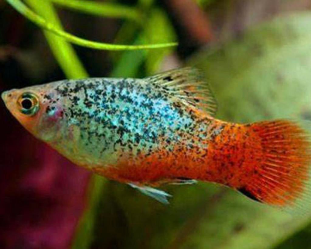 5 Platys calico/marmerachtige ( oranje staart)