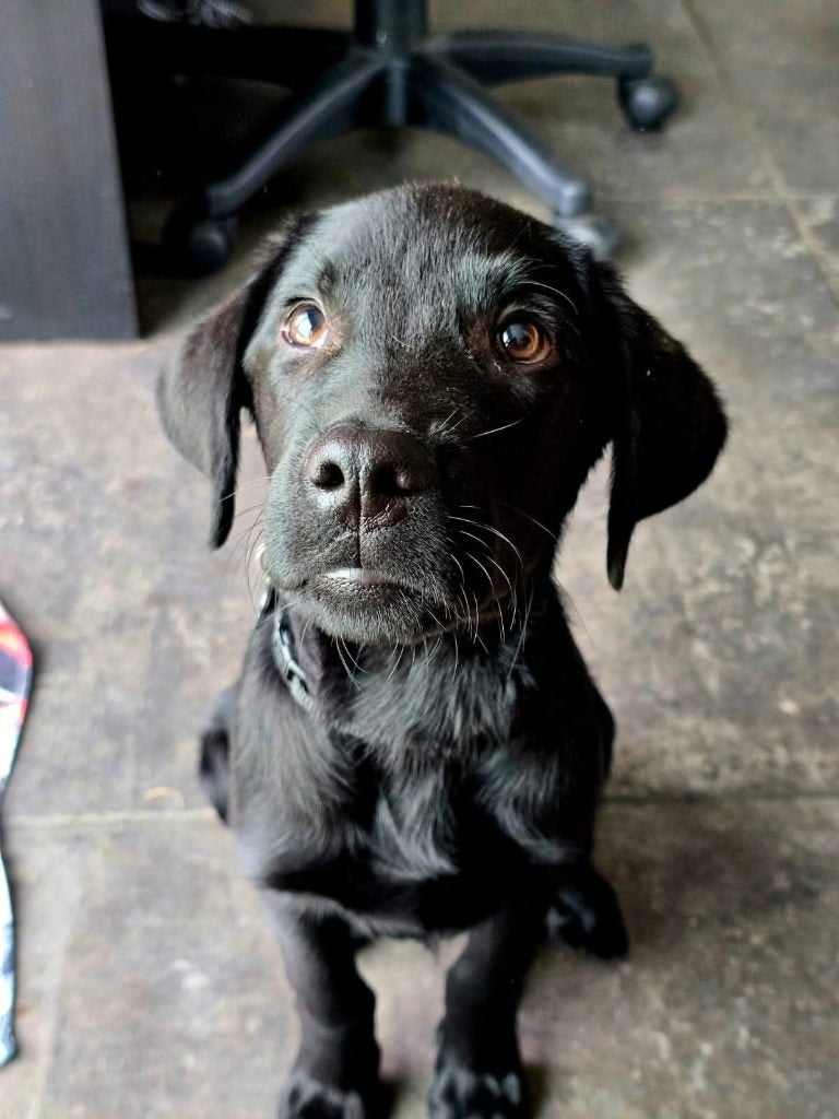 Labrador, 15 semaines à 1 an, Particulier, Chien (mâle), Maladie de Carré (chiens)