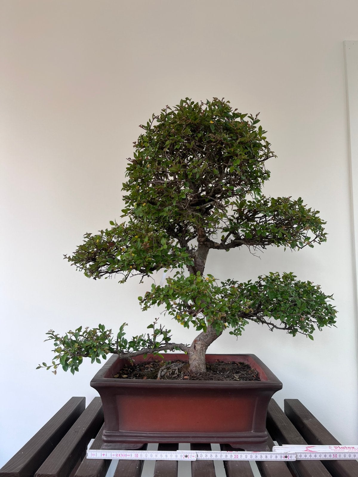 Ulmus Parvifolia bonsai, Tuin en Terras, Ophalen