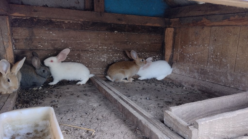 vleeskonijnen, Dieren en Toebehoren, Konijnen, Meerdere dieren, Groot