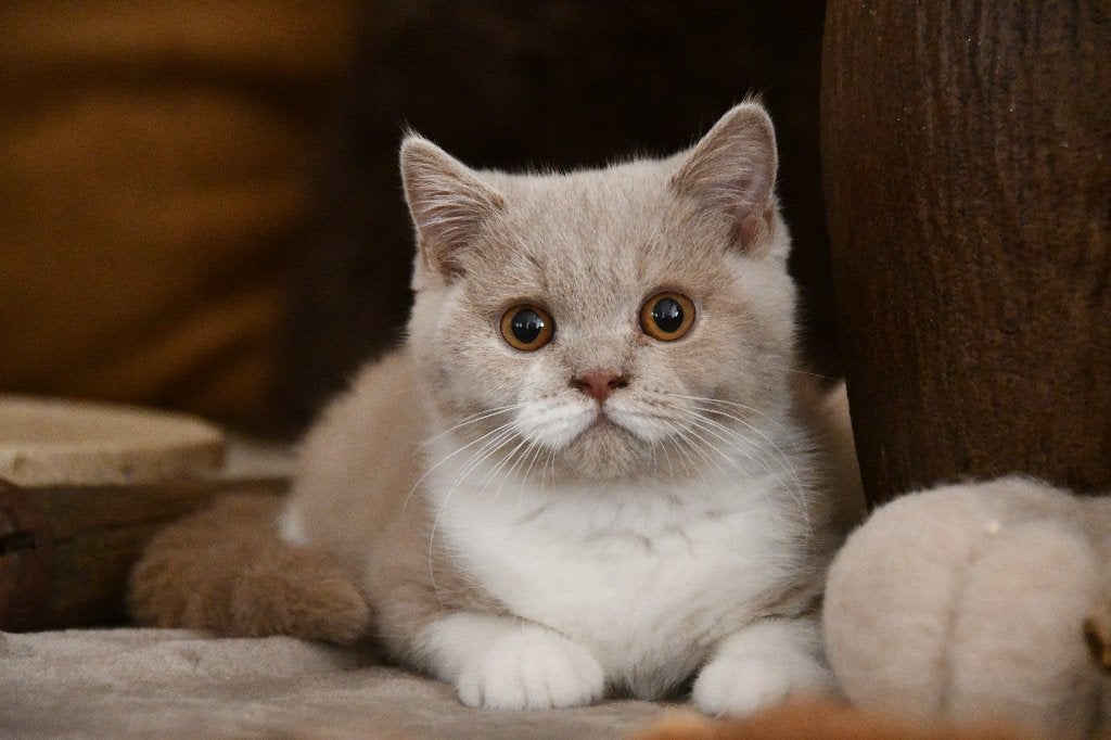 Brits korthaar kitten, Animaux & Accessoires, Chatte ou Chat, Avec pedigree, 0 à 2 ans