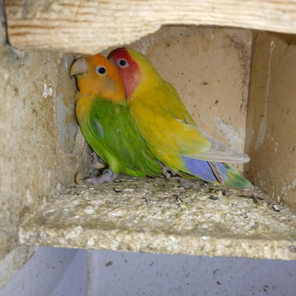 Agapornis, Sexe inconnu, Perroquet nain ou Inséparable