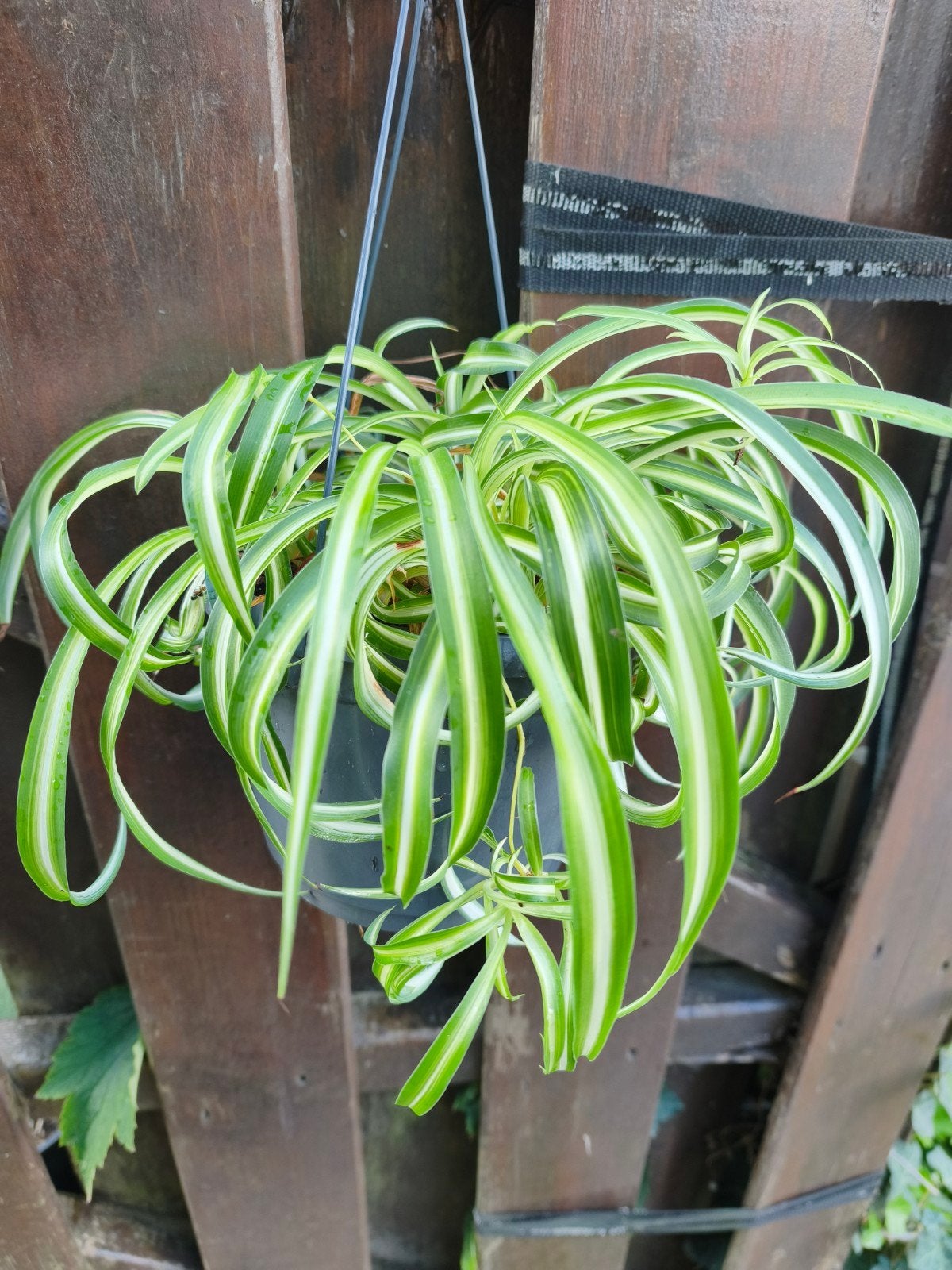Chlorophytum Bonnie, Ophalen