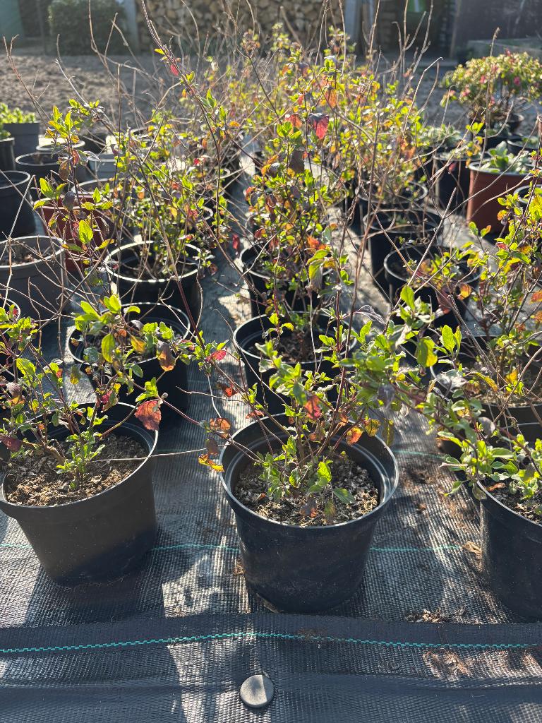 Salvia hotlips, Ophalen