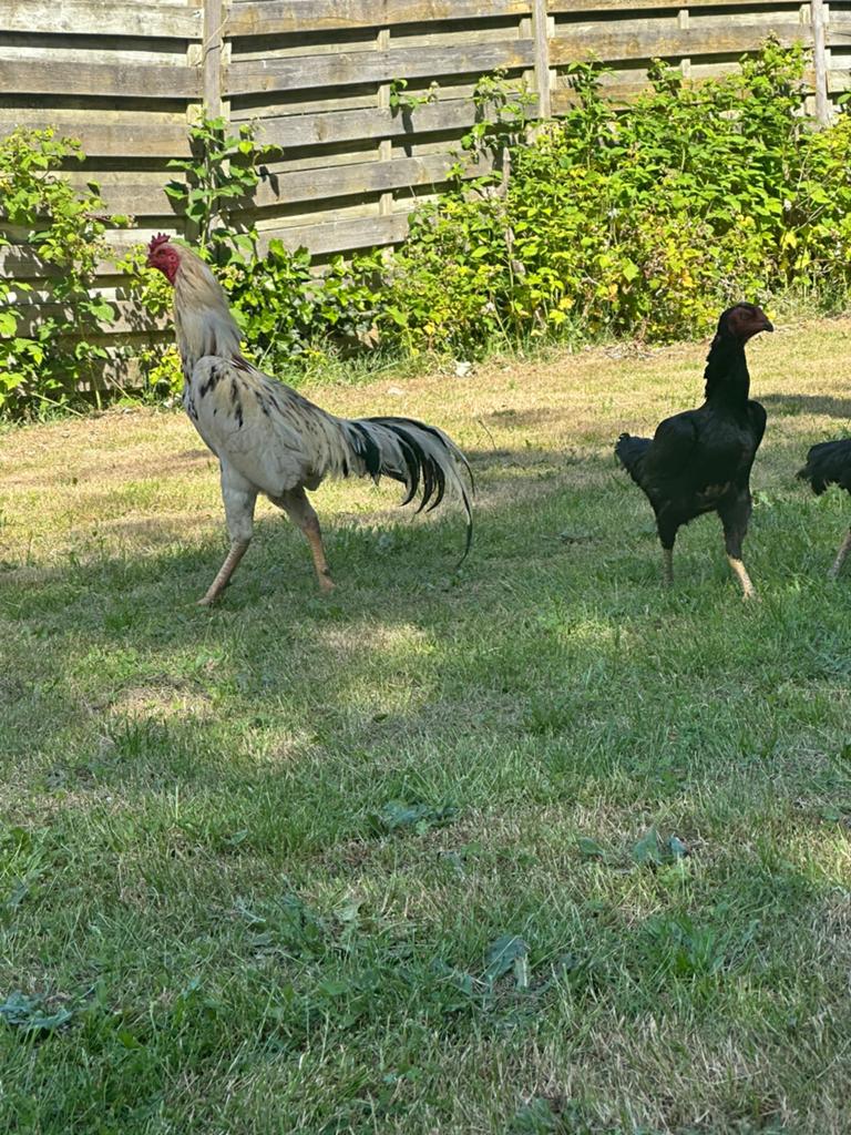 Oshamo, Animaux & Accessoires