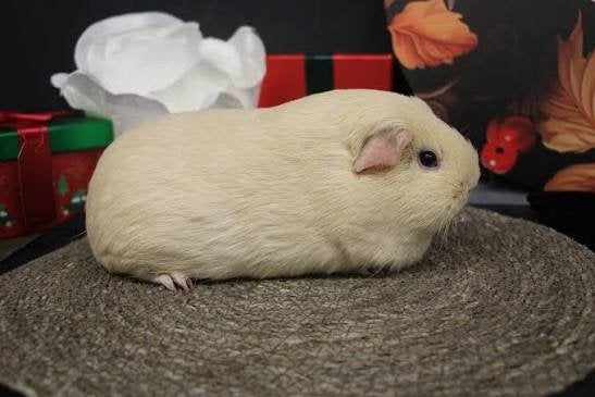 gezocht cavia zeugjes, Maart, Cavia