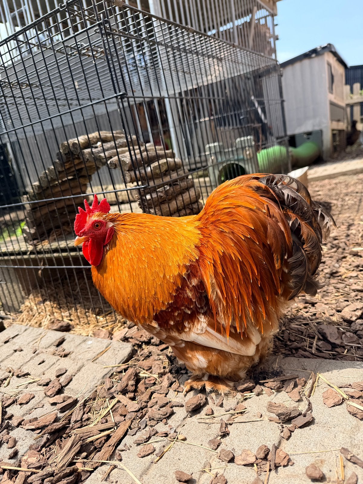 Handtamme cochin kriel haan - 1 jaar oud, Dieren en Toebehoren, Pluimvee, Mannelijk, Kip