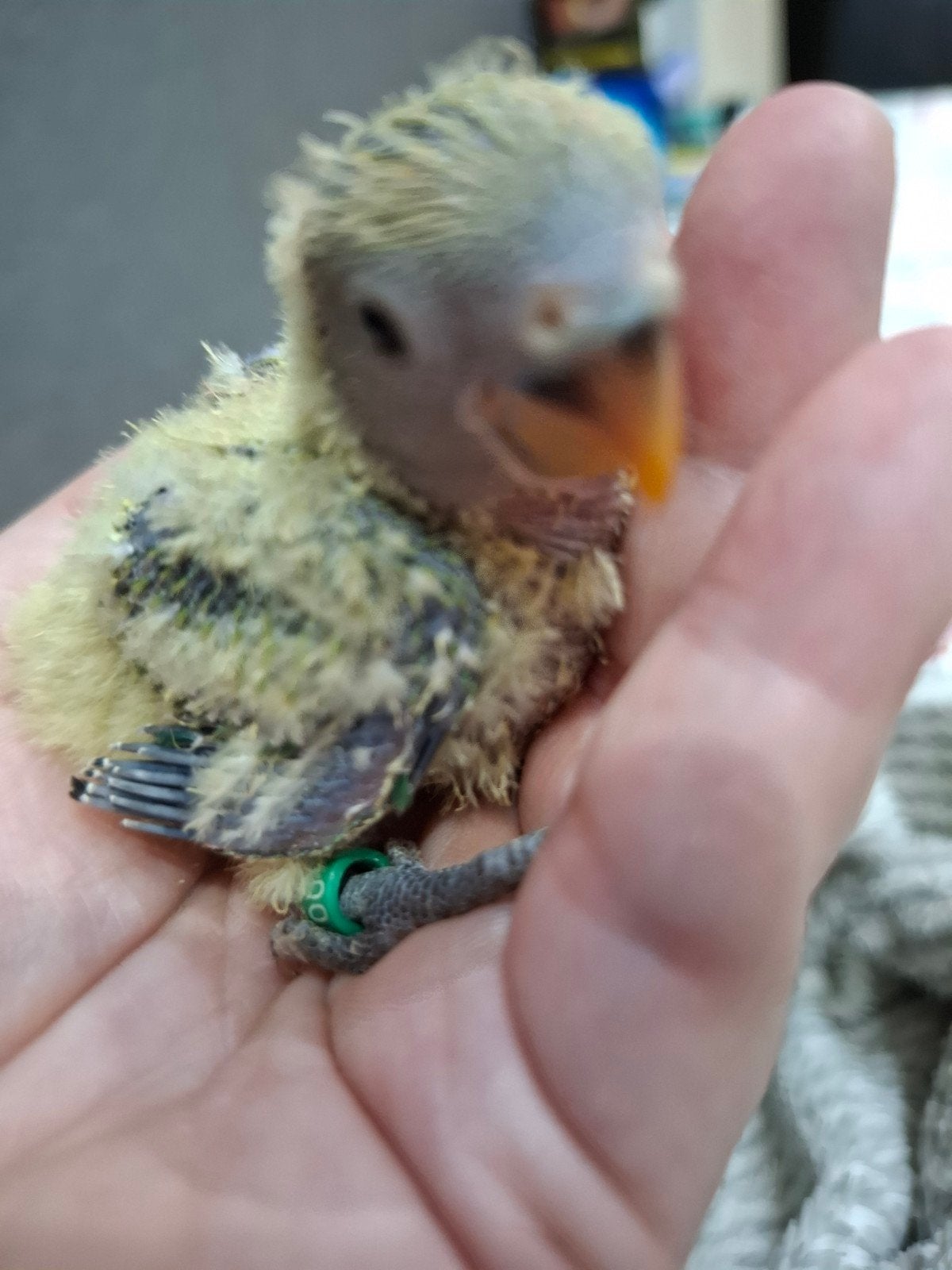 tamme vogeltjes handtam, Dieren en Toebehoren