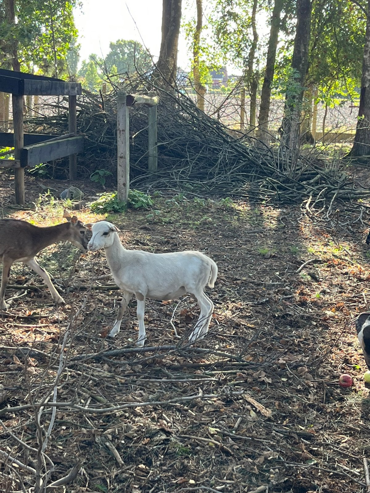 Kameroen ooi, Animaux & Accessoires