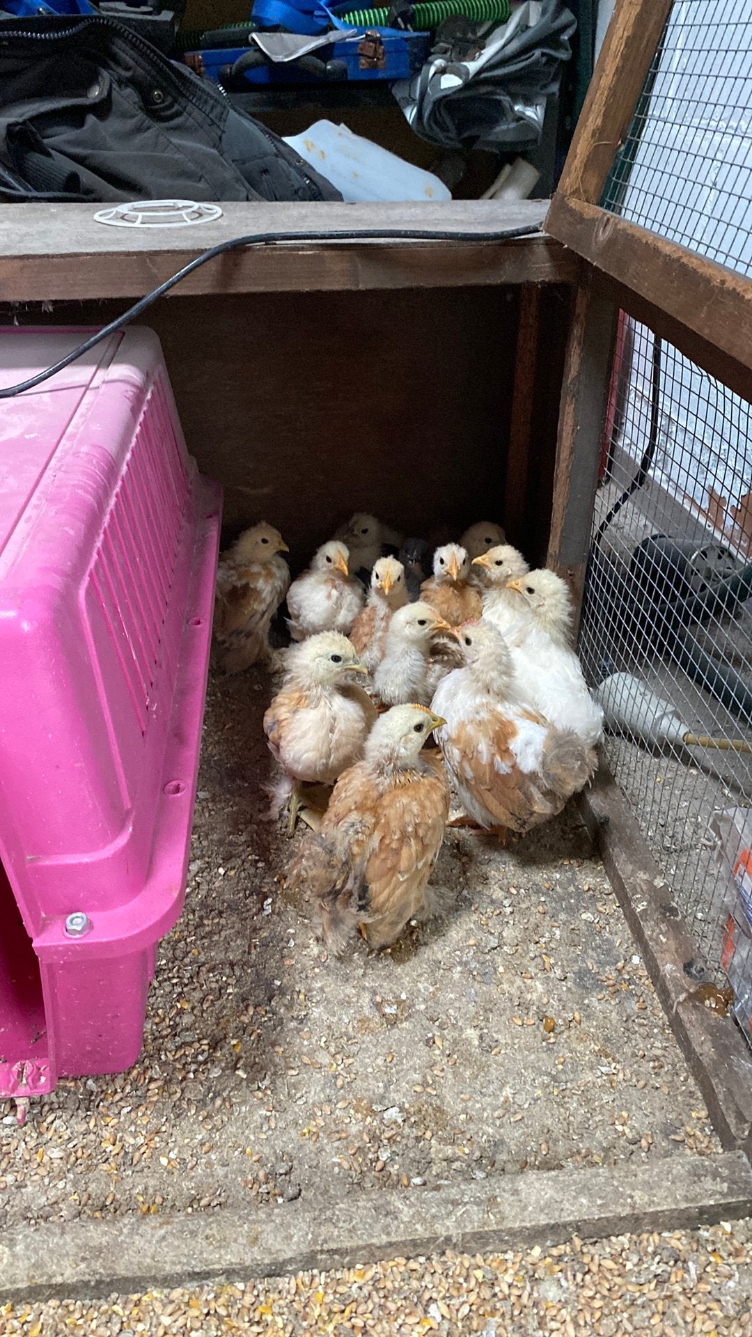 Kuikens te koop, Geslacht onbekend