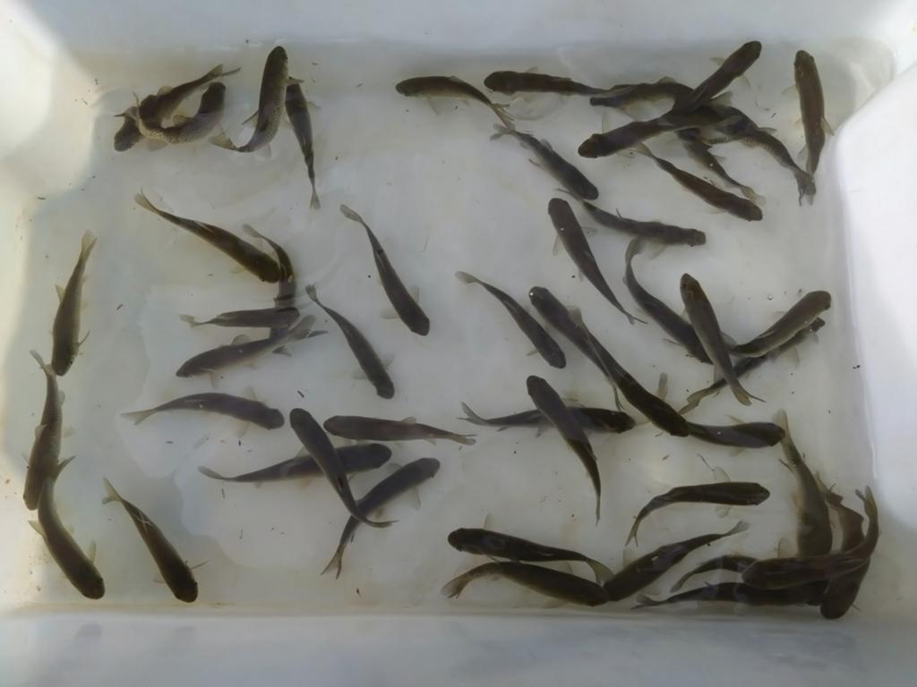 Graskarper 10/12cm, Dieren en Toebehoren, Insecten en Spinnen