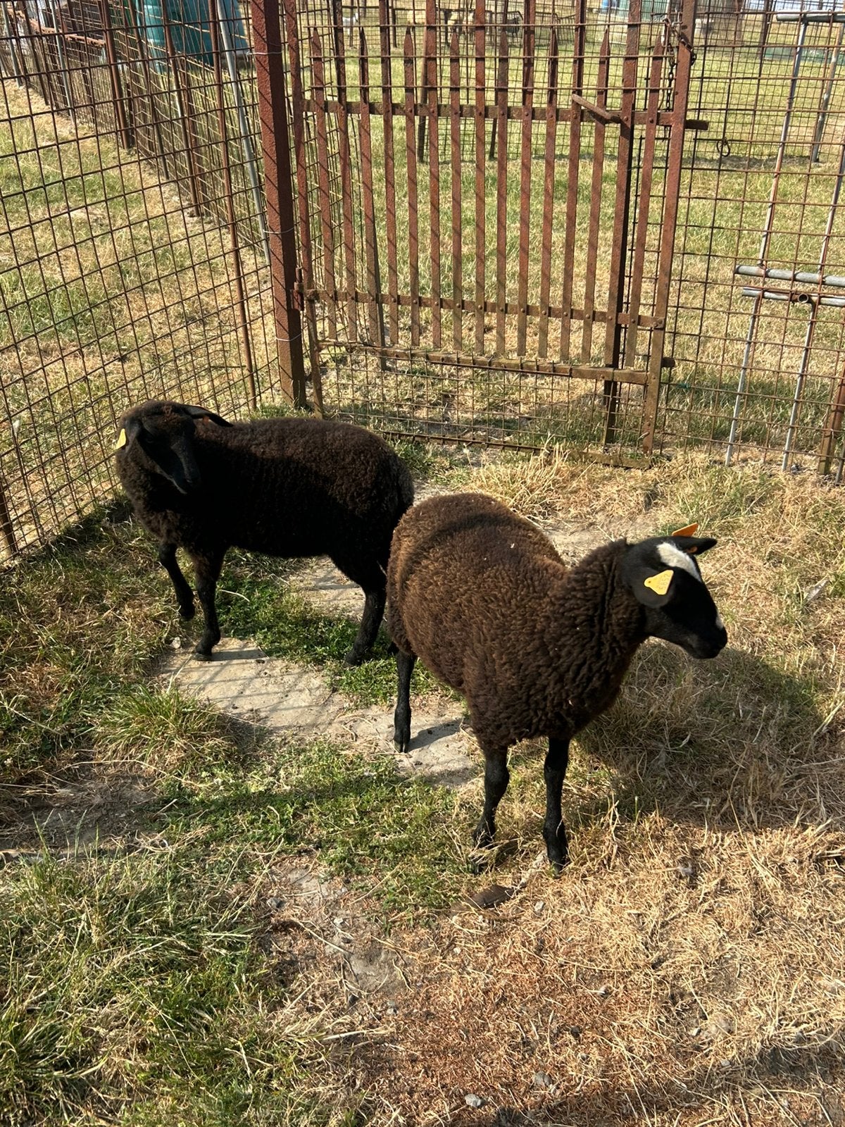 2 jonge zwartbles ooitjes, Vrouwelijk, Schaap