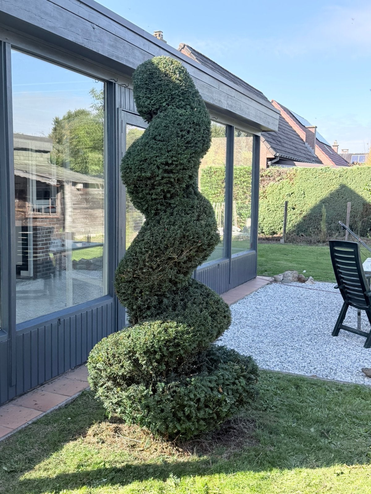 Taxus draaiboom 2m45 hoog zonder de wortels, Ophalen