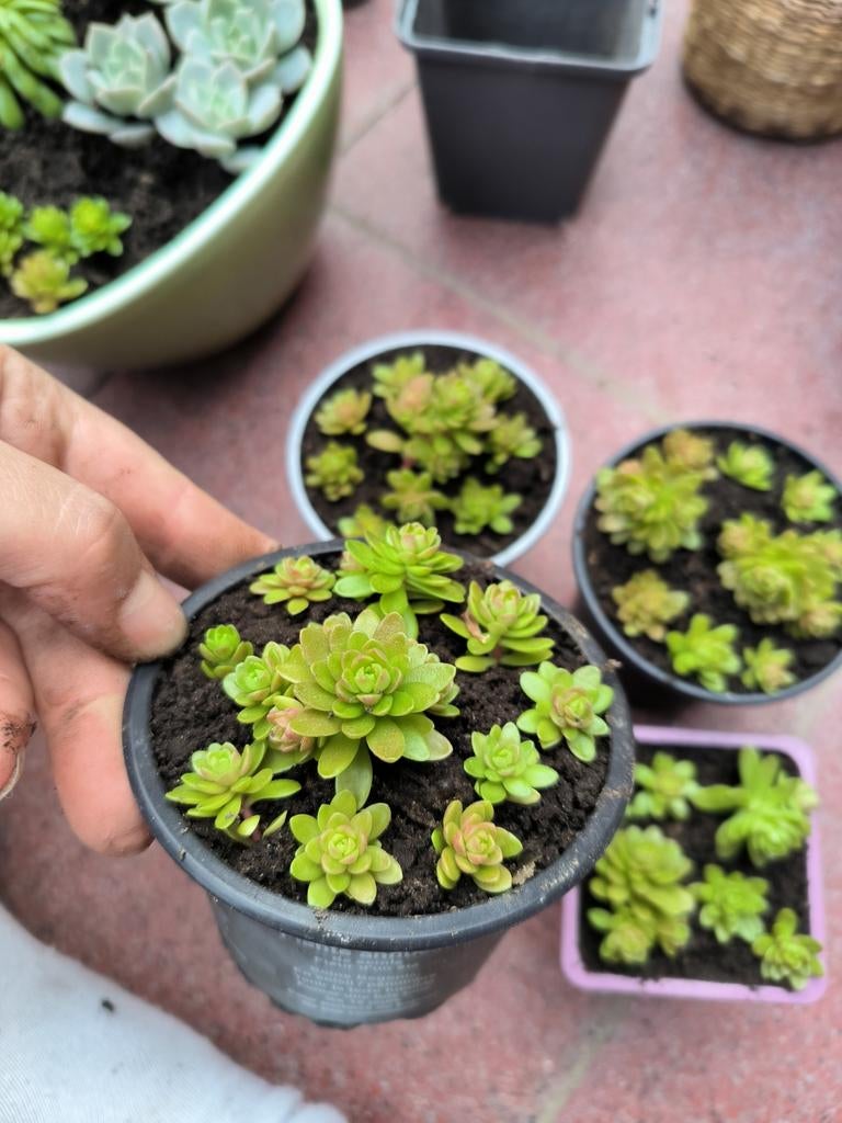 Sedum confusum vetkruid, Ophalen, Bodembedekkers, Volle zon, Vaste plant
