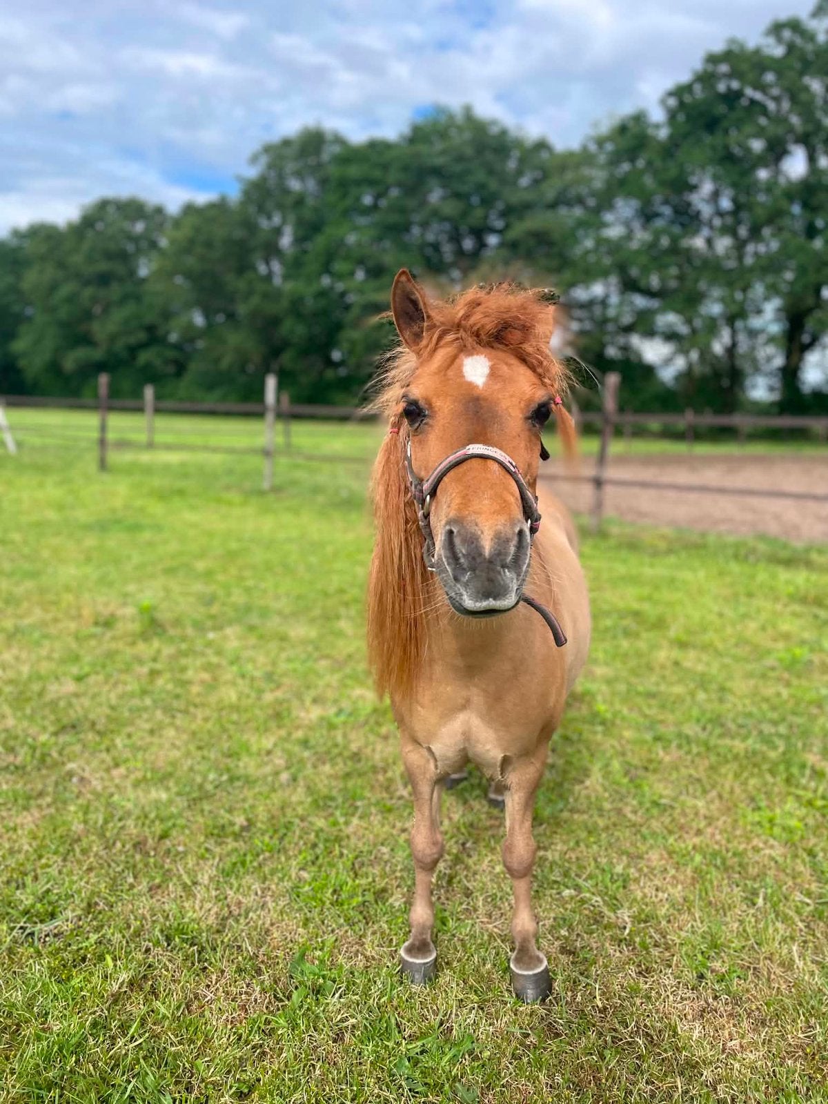 Bomproef bereden Shetlander merrie, Dieren en Toebehoren, B, Springpony, A pony (tot 1.17m), 7 tot 10 jaar