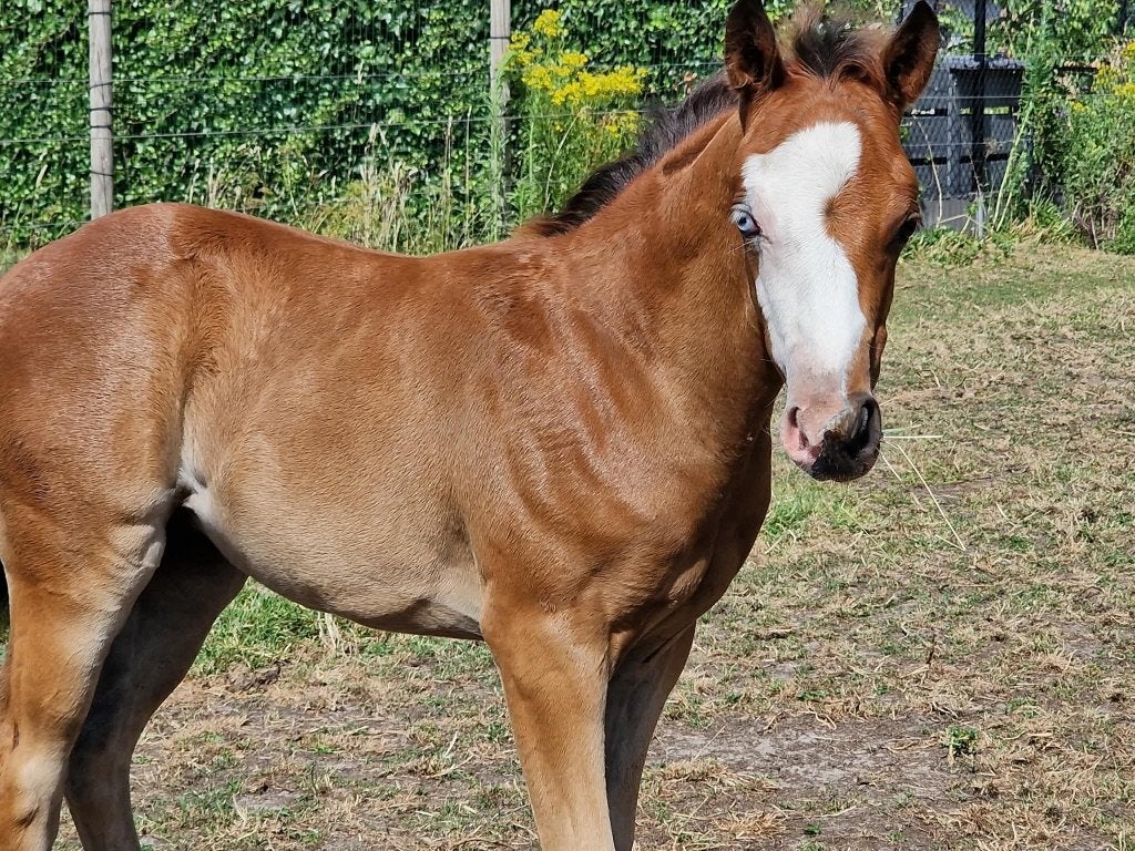 Merrie veulen, Animaux & Accessoires, Jument, M, Avec puce électronique