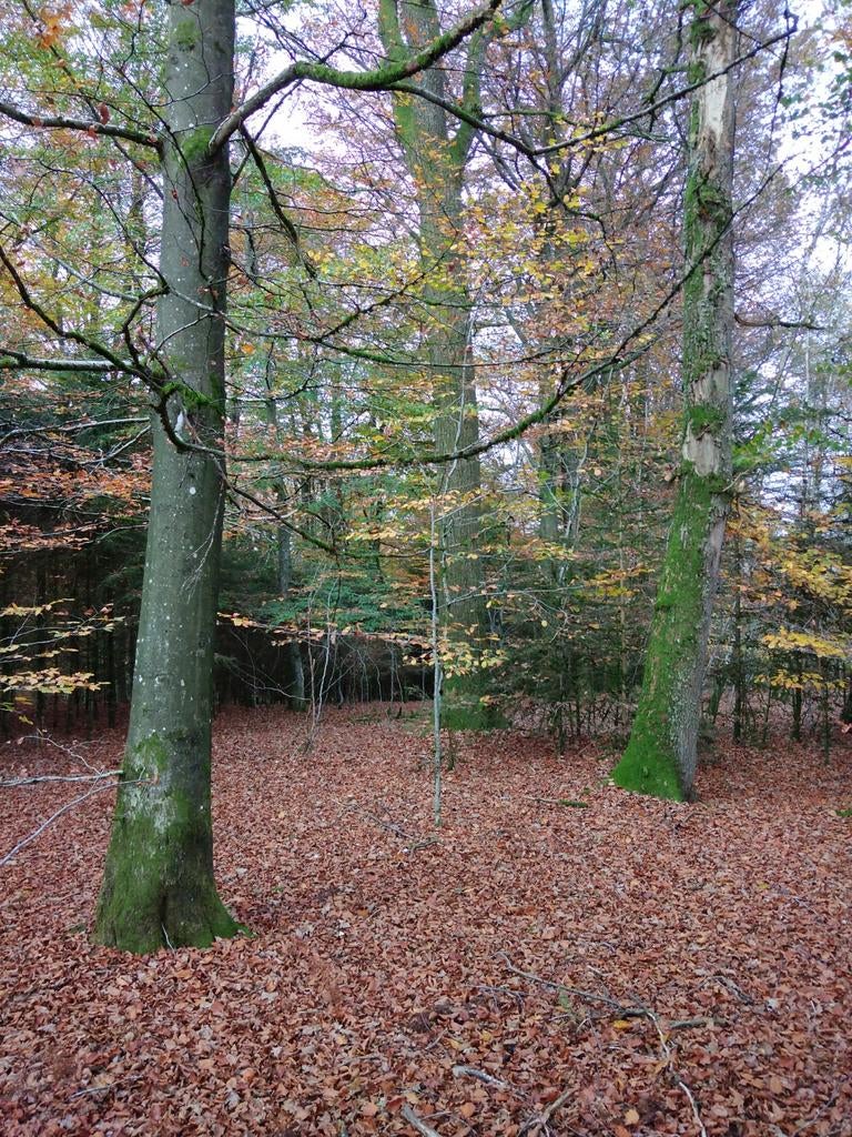 Hardhout en naaldhout met land 53 Ares 10 Centiares, Immo, Bastogne, Verkoop zonder makelaar, 1500 m² of meer