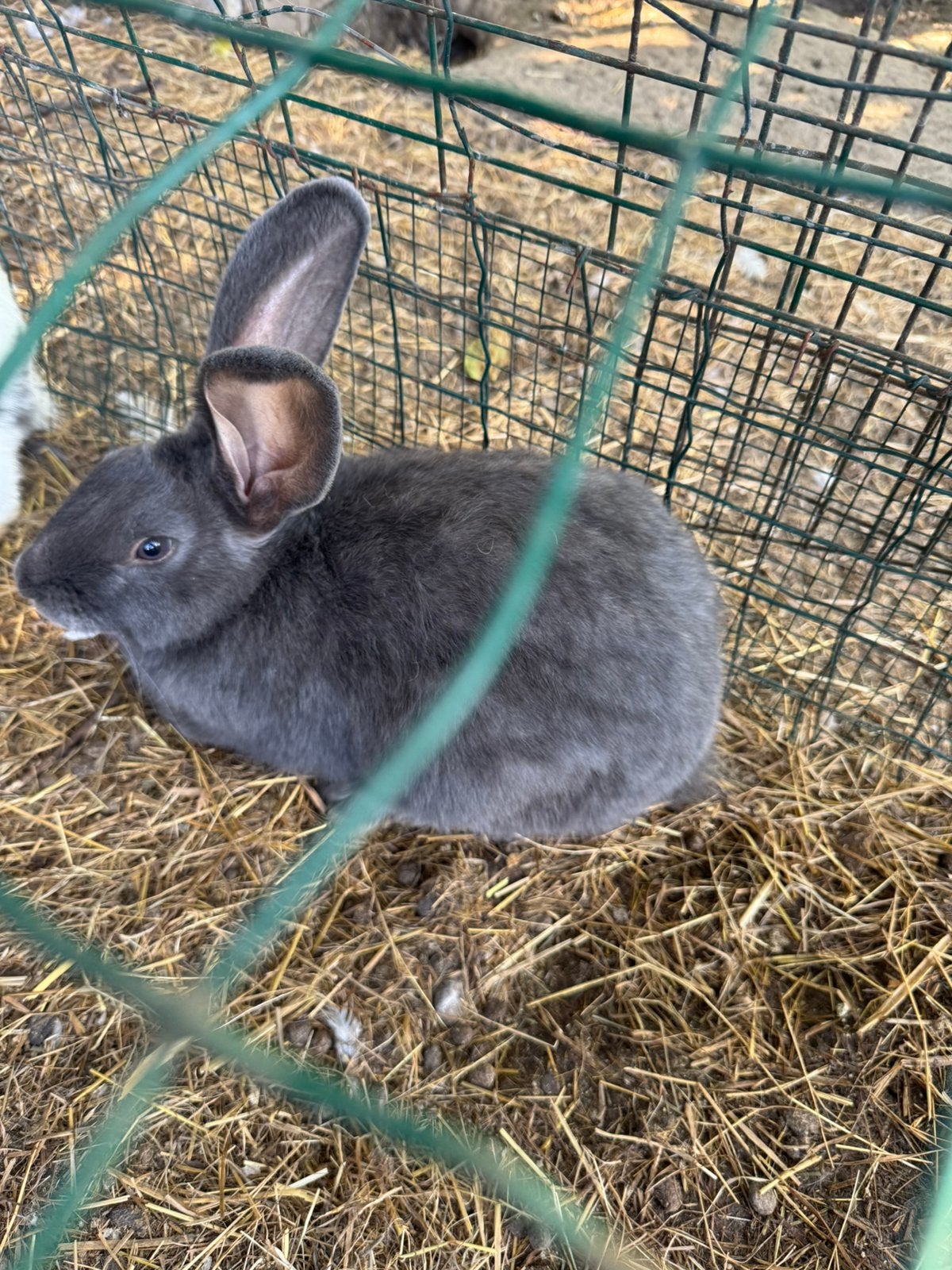 Vlaamse reusjes, Dieren en Toebehoren