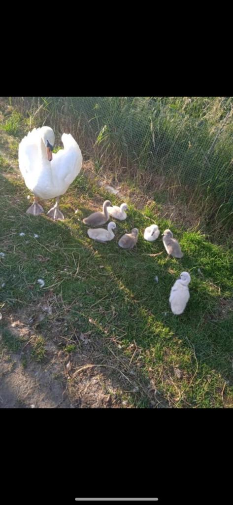 Cygneau, Sexe inconnu, Oie ou Cygne