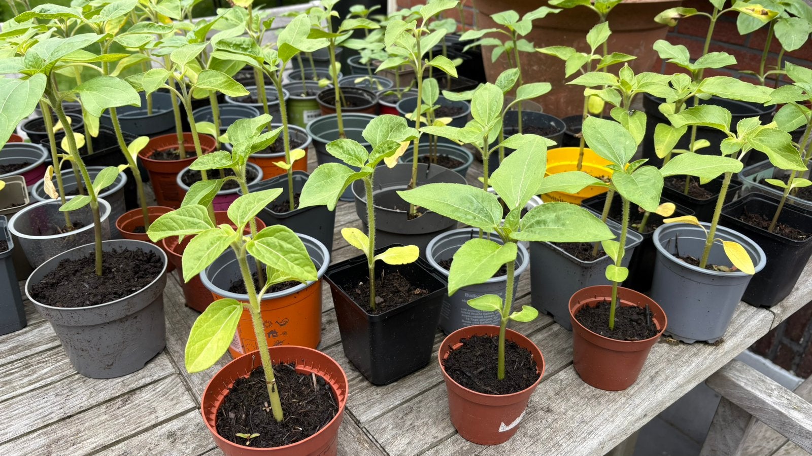 Zonnebloem plantjes, Tuin en Terras, Ophalen